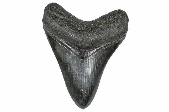 Serrated, Fossil Megalodon Tooth - South Carolina #368004